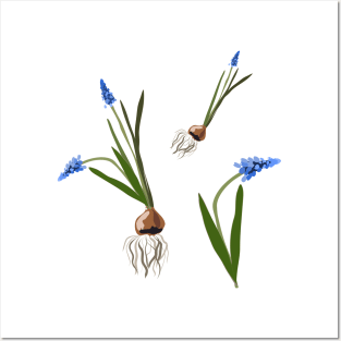 Muscari flowers Posters and Art